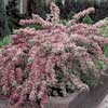 Weigela, Variegated 