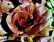 Rouge D'Hiver Romaine lettuce