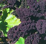 Redbor kale makes a striking impact in the garden