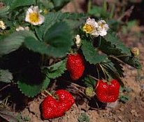 Strawberries are great.