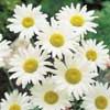 Daisy, Little Miss Muffet 