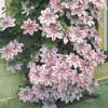 Clematis, Nelly Moser 