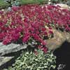 Sedum, Dragon's Blood