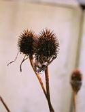 Echinacea cones provide winter food