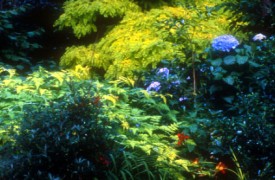 Lacebark