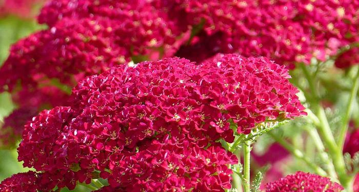 Achillea - Milfoil, Yarrow, Perennials Guide to Planting Flowers