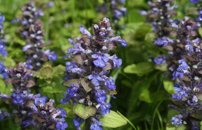 Ajuga - Bugle Flower, Perennials Guide to Planting Flowers