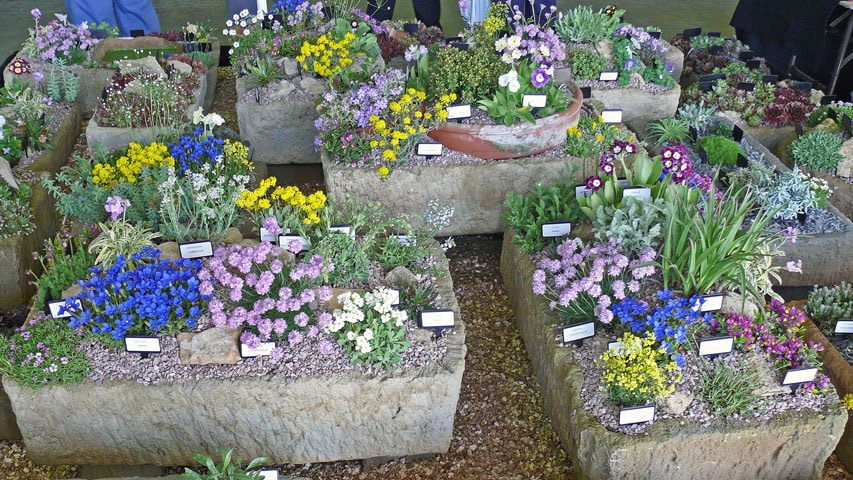 Alpine Container Display Alpine Container Gardening - Professional Gardening Tips