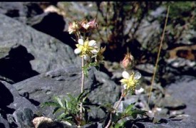 A Study of Plant Names