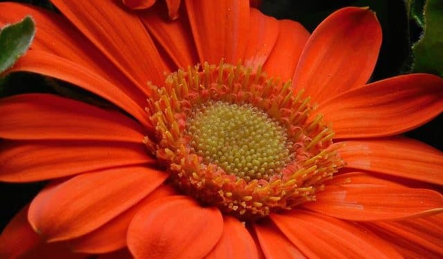 Annuals for your Garden