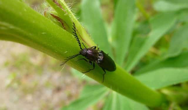 Beetles and Weevils