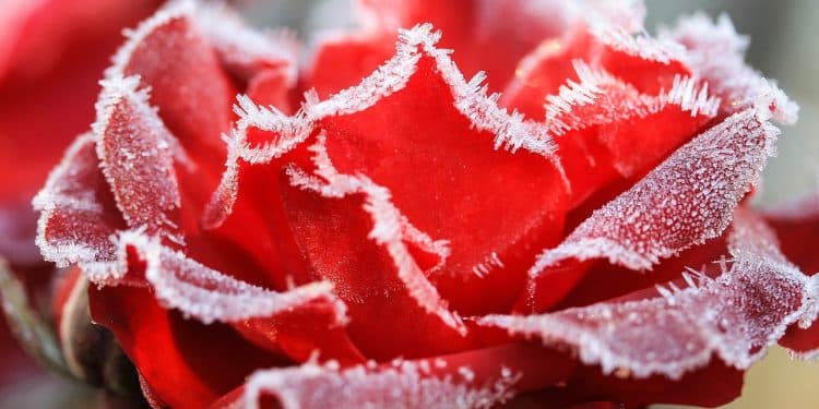 Best Winter protection for Roses