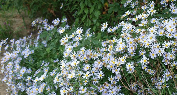 Boltonia - False Starwort, False Chamomile, Perennials Guide to Planting Flowers