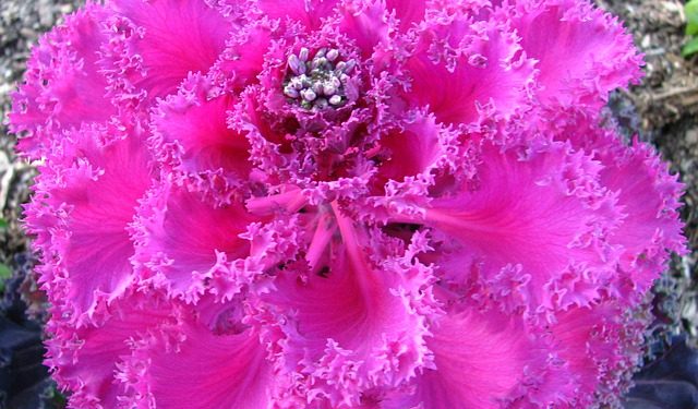 Cabbage Roses - Kale