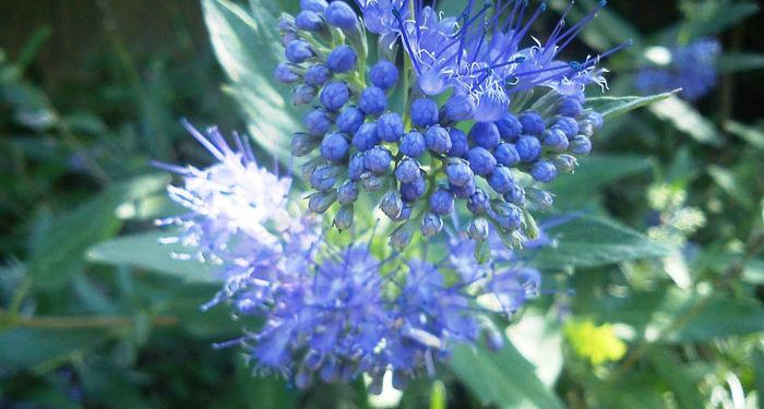 Caryopteris – Blue Spiraea, Perennials Guide To Planting Flowers