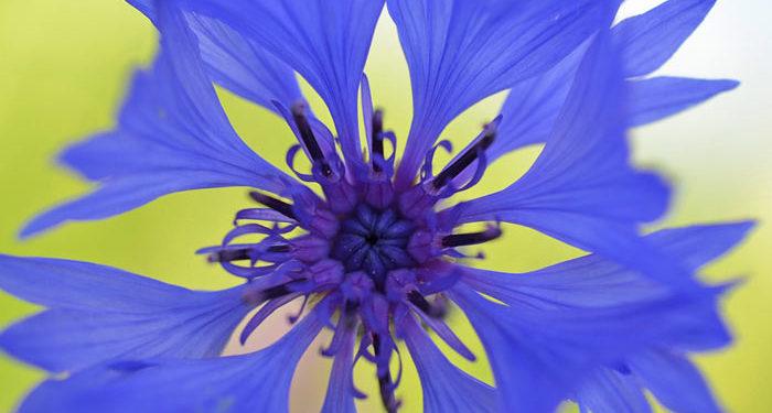 Centaurea – Knapweed, Hardy Cornflower, Perennials Guide To Planting Flowers
