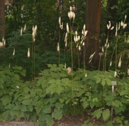 Cimicifuga - Bugbane, Bugwort, Virginia, Perennials Guide to Planting Flowers