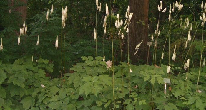 Cimicifuga - Bugbane, Bugwort, Virginia, Perennials Guide to Planting Flowers