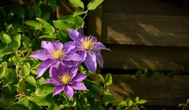 Clematis