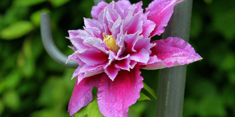 Planting Clematis