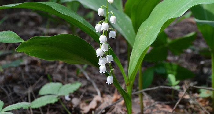 Convallaria -  Lily of the Valley, May Bells, Perennials Guide to Planting Flowers