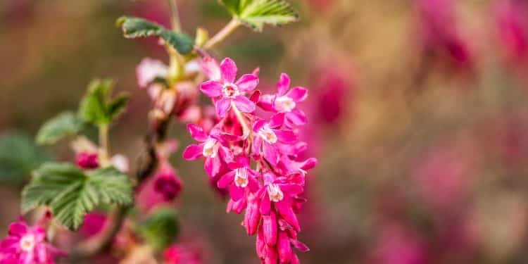 Currants, Black & Red Currants - Ribes