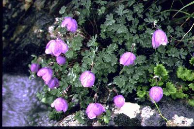 Daisies, Perennials Guide to Planting Flowers