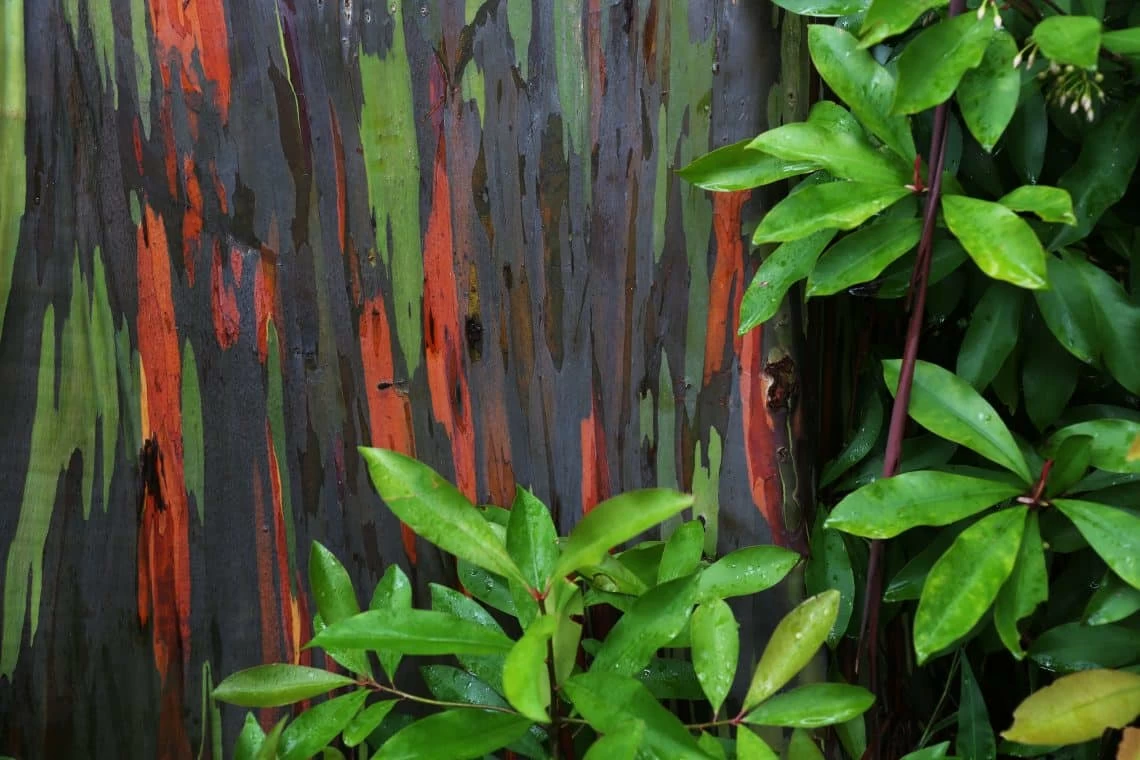 Decorative bark and good foliage color