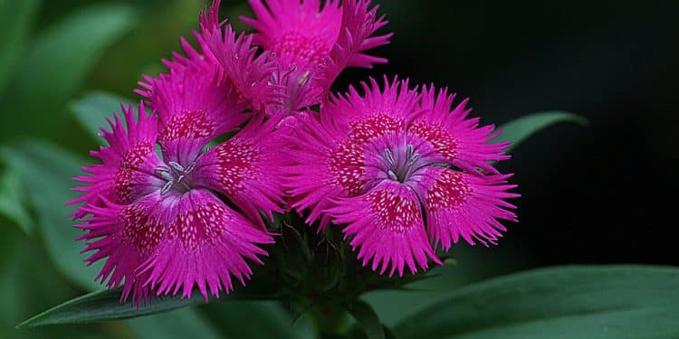 Dianthus - Hardy Pinks, Sweet William, Perennials Guide to Planting Flowers