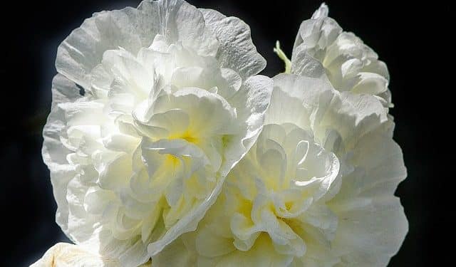 Double Hollyhocks for Your Perennial Border