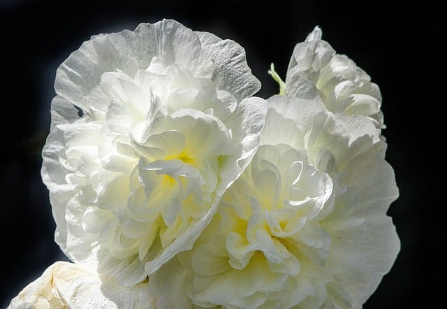 Double Hollyhocks for Your Perennial Border