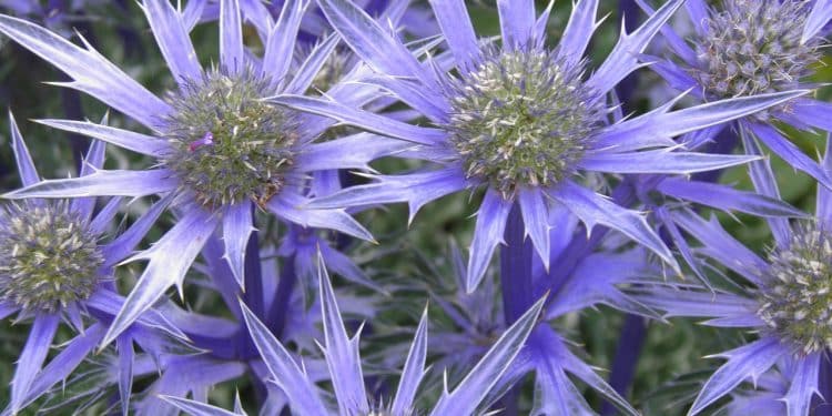 Eryngium - Sea Holly, Ivory Thistle, Perennials Guide to Planting Flowers