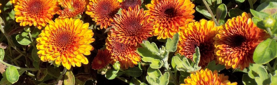 Fall Chrysanthemums for the Home Garden - Care, Planting, Insects
