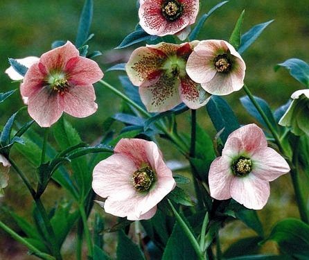 February Gardening To do list