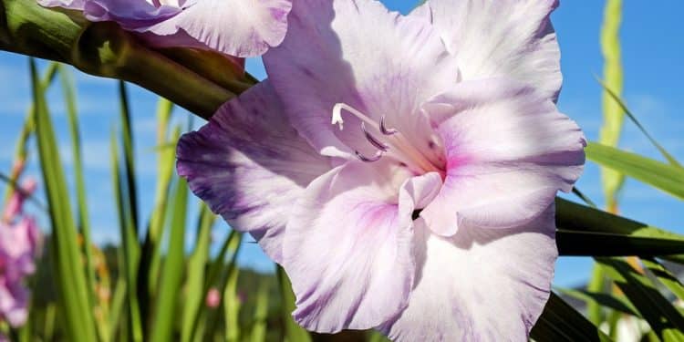 Gladiolus Care