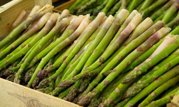 Growing Asparagus planting