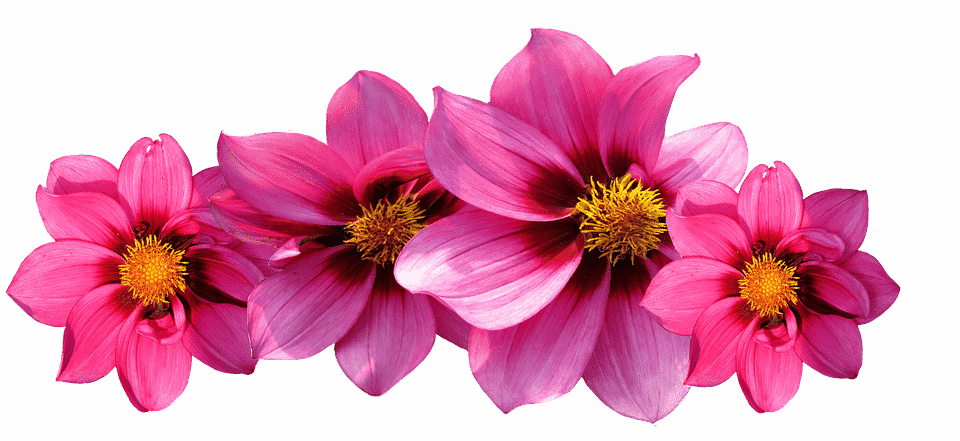 Growing Dahlias – How to care from Spring to Fall