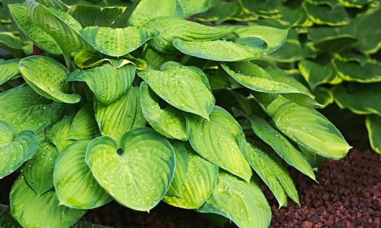 Growing Hostas, Perennials Guide to Planting Flowers