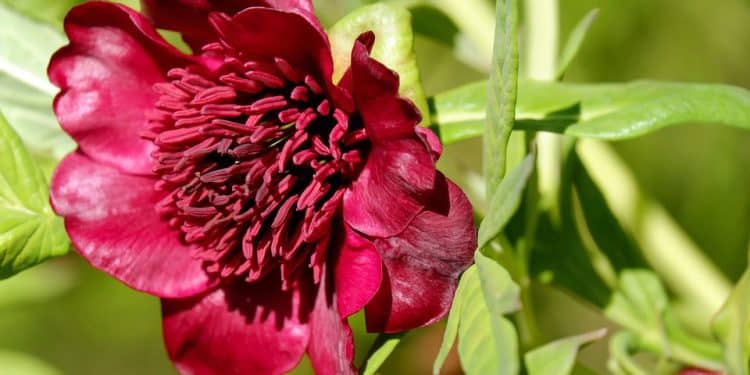 Growing Paeonia