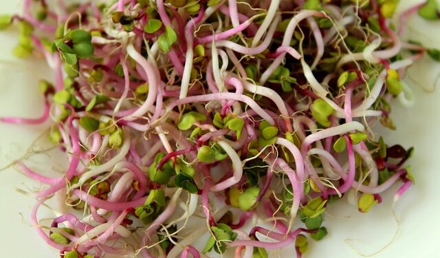 Growing Sprouts