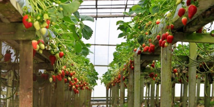 Growing Strawberries in a greenhouse