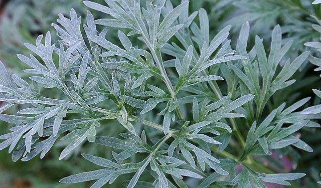 How to grow Artemisia