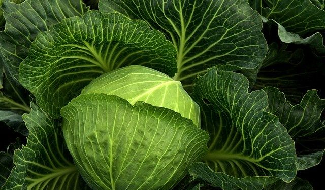 How to grow cabbage plant