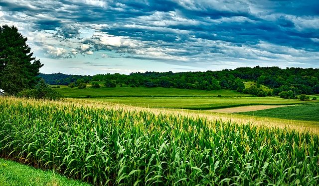 how to grow corn