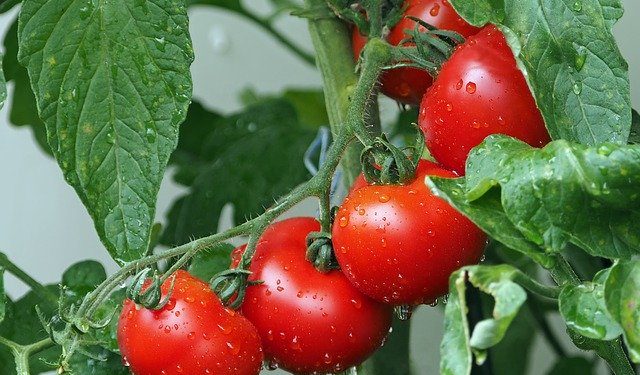 How to grow tomatoes - Heirloom Tomato