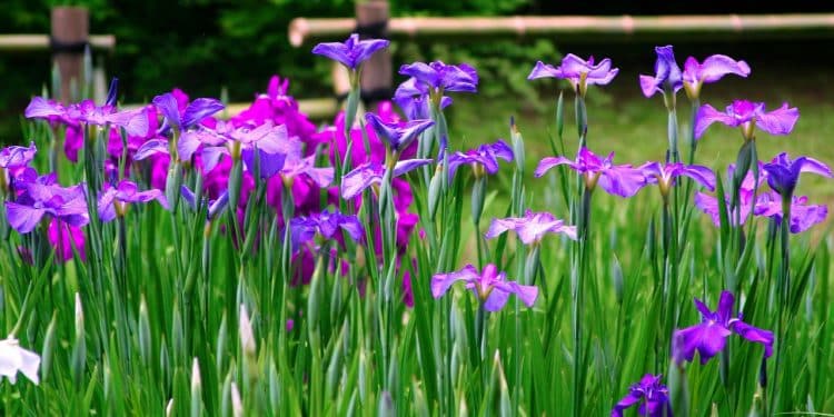 How to plant and care a Iris