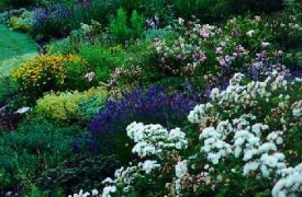 What are the Recommend Edging plants for your Garden.