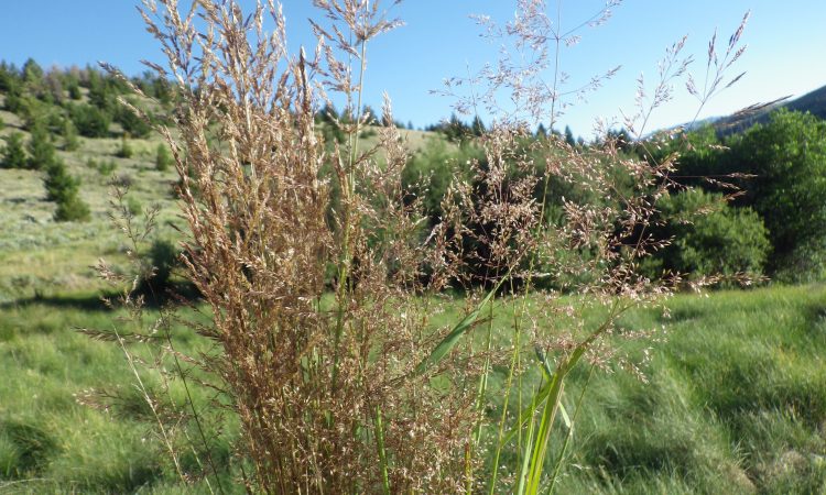 Lawn care - How to Plant a Lawn or Grass