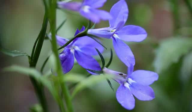 Lobelia,  Perennials Guide to Planting Flowers
