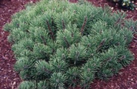 Garden Articles